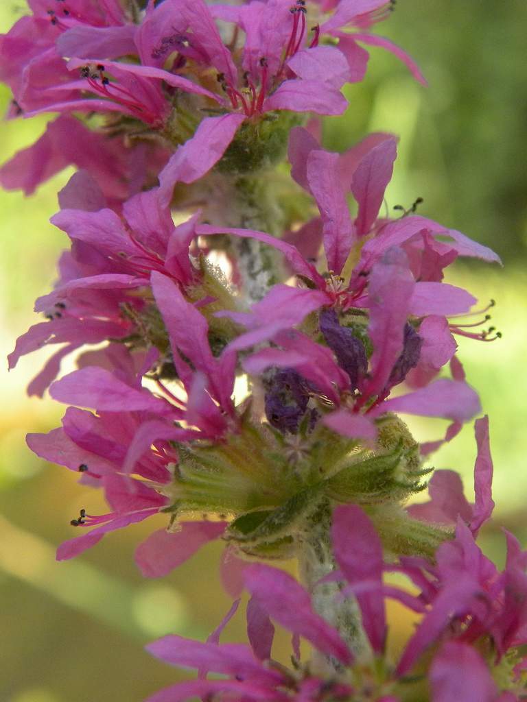 Lythrum salicaria